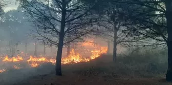 Çanakkale'de Orman Yangını Kontrol Altına Alındı