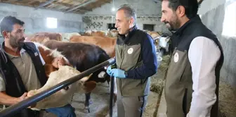 Kars'ta Hayvan Hastalıklarıyla Mücadele Çalışmaları Başladı