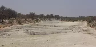 Botsvana'daki Makgadikgadi Tuzlası, Kuş Türlerinin Nesli İçin Hayati Önem Taşıyor