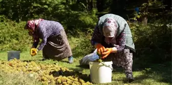 Erfelek'te kestane hasadına başlandı! Kilo fiyatı 300 TL'ye kadar çıkıyor