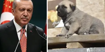 Cumhurbaşkanı Erdoğan verdiği sözü tuttu! Sivas kangalı bir ülkeye daha nam salacak