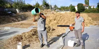 Antalya'nın coğrafi işaretli Çandır fasulyesinin hasadı yapıldı