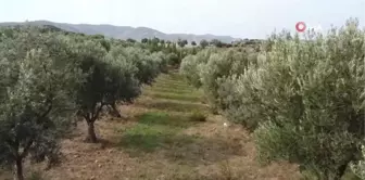 Doktorluktan Zeytin Üreticiliğine Geçiş