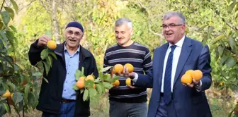 Amasya'da Cennet Hurması Üretimi Artıyor