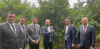 CHP Genel Başkan Yardımcıları Hatay'da Narenciye Üreticileriyle Buluştu