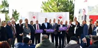 Yenişehir'de Safran Üretimi Üçüncü Yılında