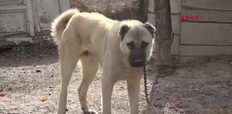 Kangal Köpekleri Safkan Irk Olarak Tescillenmiyor