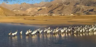 Çin'in Tibet Özerk Bölgesi'nde Biyolojik Tohum Gen Bankası Kuruldu