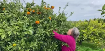 Karaburun'da İmece Yöntemiyle Mandalina Toplama Kampanyası