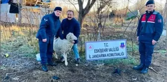 Eskişehir'de çalınan koyunlar bulundu, şüpheliler yakalandı