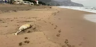 İnkum Tatil Beldesinde Ölü Yunus Kıyıya Vurdu