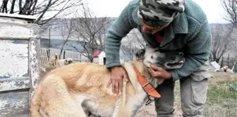 Sivas'ta Kar Yağışı Eksikliği Kangal Köpeklerini Etkiledi