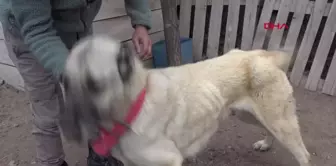 Sivas'ta Kangal köpeklerinin kışlık postlarına geçişleri gecikti