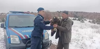 Yozgat'ta Yaralı Halde Bulunan Şah Kartal Tedavi Altına Alındı