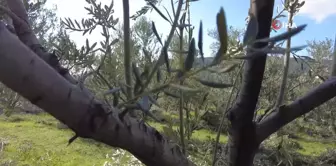 Foça'da zeytin ağaçlarında budama başladı