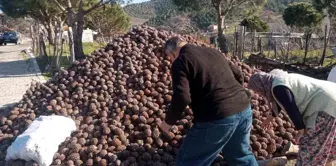 Burhaniye'de Fıstıkçamı Kozalağı Hasadı Tamamlandı