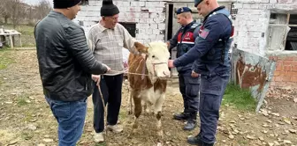 Sinop'ta Çalınan İnek Kastamonu'da Bulundu