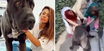 Fenomen Banu Parlak'ın köpeği komşusunun köpeğini öldürdü