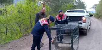 Artvin'de Yaralı Karaca Tedavi Edildikten Sonra Doğaya Bırakıldı