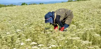 Denizli, Dünyanın Kekik İhtiyacının Yüzde 89.6'sını Karşılıyor