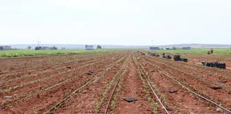 Kilis'te Baharatlık, Salçalık ve Dolmalık Biber Fidelerinin Dikimine Başlandı