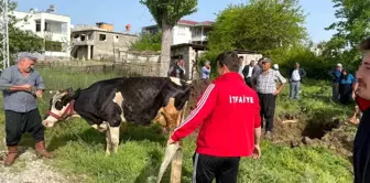 Kahramanmaraş'ta Su Kuyusuna Düşen İnek ve Koyun İtfaiye Ekiplerince Kurtarıldı