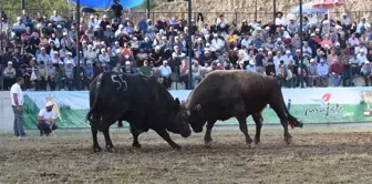 Yusufeli Geleneksel Derekapı Boğa Güreşleri Son Buldu