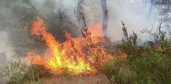 Hatay'ın Yayladağı ilçesinde ormanlık alanda çıkan yangın söndürüldü