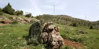 Kayseri'de Sınıf Öğretmeni, Türkiye'deki 380 Kuş Türünü Kayıt Altına Aldı