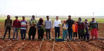 Kilis'te Tarım İşçileri 1 Mayıs'ta Üretim Yaparak Ekonomiye Katkı Sunuyor