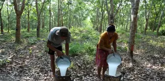 Myanmar'da Kauçuk Üretimi İhracat Hedeflerini Aşıyor