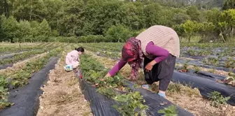 Devlet Desteğiyle Yetiştirilen Çilekler Alıcıları Tarafından Toplanıyor