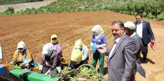 Muğla, Türk ekonomisine turizm ve tarım ile katkı sağlıyor