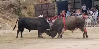 Aydın'ın Söke ilçesinde Boğa Güreşleri Gerçekleştirildi