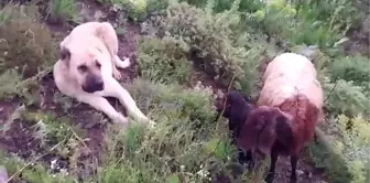 Kangal köpeği kayıp koyun ve yavrusunu 2 gün boyunca korudu