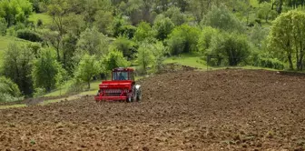 Ordu'da Karabuğday Deneme Ekimi Yapıldı