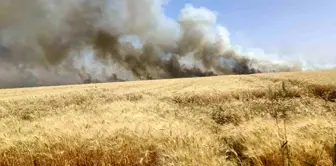 Şanlıurfa'da çıkan yangında bin dönüm buğday küle döndü