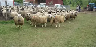 Bolu'da Koç Katım Şenliği Düzenlendi