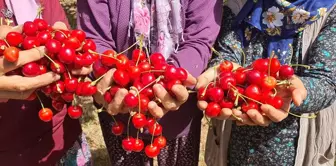 Demirci Kirazı Hasat Dönemi Başladı