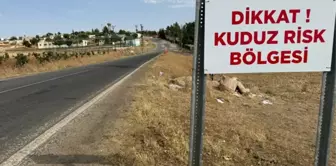 Niğde'de 1 kişiyi hastanelik eden başıboş köpek öldü, mahalle karantinaya alındı