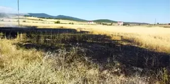 Sinop'ta buğday tarlasında çıkan yangın kontrol altına alındı