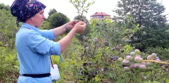 Elektrik Mühendisi Mavi Yemiş Yetiştirerek Geçim Sağlıyor