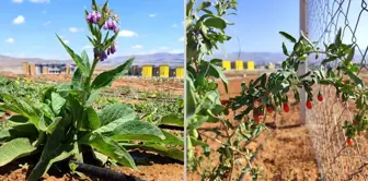 Kırşehir Ahi Evran Üniversitesi'nde Tıbbi ve Aromatik Bitkiler Hasat Dönemi Başladı