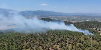 Balıkesir'in Sındırgı ilçesinde orman yangını çıktı