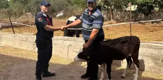 Edirne'de Kaybolan Buzağı Dronla Bulundu