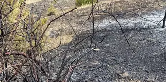 Samsun'un Alaçam ilçesinde çıkan yangında 1,5 hektar ormanlık alanda zarar oluştu