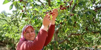 Saimbeyli Kirazı Hasat Ediliyor