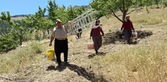 Adana'da Sıcak Hava Kiraz Hasadını Erken Tamamlattı