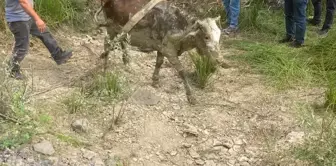 Hasankadı'da çamura saplanan inek iş makinasıyla kurtarıldı