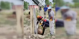 Düştüğü menfezde mahsur kalan inek böyle kurtarıldı